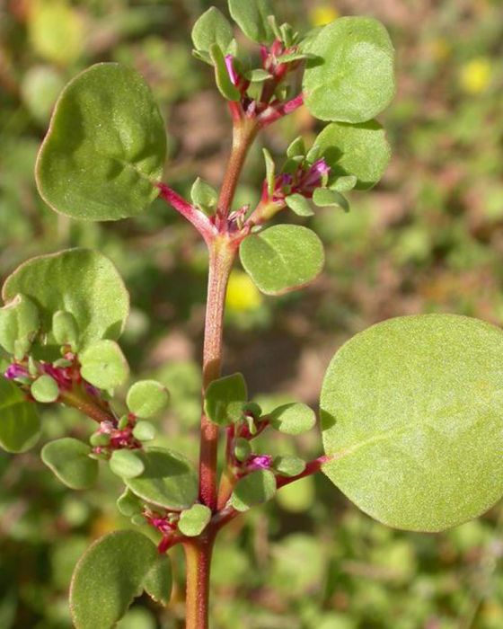 Punarnava Red Seeds (ఎరుపు పునర్నవ విత్తనాలు)